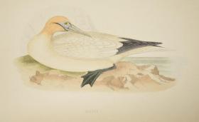 【补图】1870年  F.O. MORRIS - A History of British Birds《图本英国鸟经》第6辑水鸟卷  珍贵满金彩绘豪华版大开本
