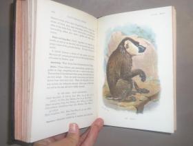 1896年 A Hand-book to the Primates.《图本灵长类动物手册》珍贵初版本 3/4小牛皮豪华装帧2册全  41张手工上色珂罗版彩色插图 绝伦美艳 品佳