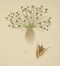 1883年 Sowerby English Botany (Volume X) 西方植物学经典《索尔比英国本草图谱》第10辑 《灯芯草科》