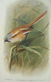 补图：1926年 W.H.Hudson _ British Birds. 赫德逊博物学名篇《英伦鸟类图考》全插图本 手工羊皮豪华装帧
