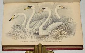 【补图】1850年 ORNITHOLOGY BIRDS Great Britain 《英国鸟类图鉴》初版本 珍贵摩洛哥羊皮豪华版