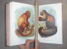 1896年 A Hand-book to the Primates.《图本灵长类动物手册》珍贵初版本 3/4小牛皮豪华装帧2册全  41张手工上色珂罗版彩色插图 绝伦美艳 品佳