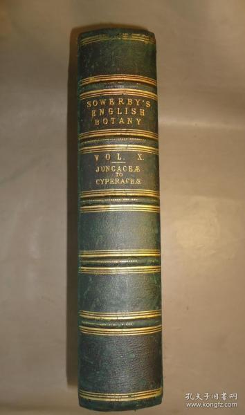 1883年 Sowerby English Botany (Volume X) 西方植物学经典《索尔比英国本草图谱》第10辑 《灯芯草科》