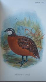 【补图】1896年 Hand-Book of British Birds. 自然史经典《图本猎鸟手册》3/4小牛皮精装 48张绝美珂罗版手工彩色版画 品相绝佳