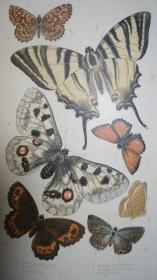 1900年 British Butterflies 博物学名著《英国蝴蝶图考》布面精装  珂罗版彩图