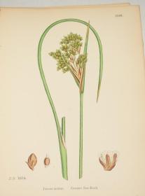 1883年 Sowerby English Botany (Volume X) 西方植物学经典《索尔比英国本草图谱》第10辑 《灯芯草科》