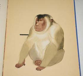 1937年 Just Monkeys  动物文学经典《萌猴图志》超大开本精装画册 图文并茂