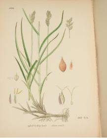 1883年 Sowerby English Botany (Volume X) 西方植物学经典《索尔比英国本草图谱》第10辑 《灯芯草科》