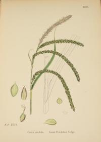 1883年 Sowerby English Botany (Volume X) 西方植物学经典《索尔比英国本草图谱》第10辑 《灯芯草科》