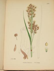 1883年 Sowerby English Botany (Volume X) 西方植物学经典《索尔比英国本草图谱》第10辑 《灯芯草科》