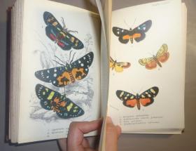 1897  HANDBOOK LEPIDOPTERA _ Butterflies & Moths 博物学名著《蝶蛾图志之: 彩蛾篇》  32张原品珂罗版手工上色版画