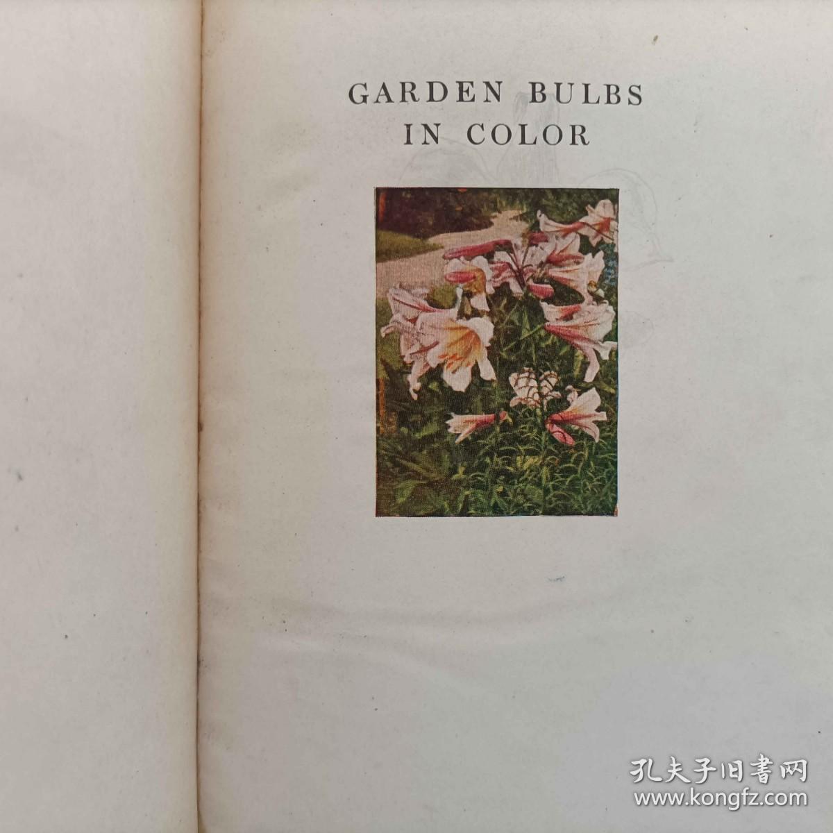 garden bulbs in color