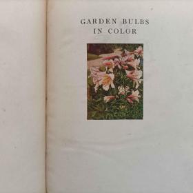 garden bulbs in color