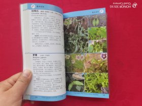 中国常见植物野外识别手册（山东册）