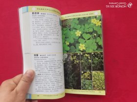 中国常见植物野外识别手册（山东册）