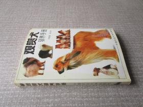 观赏犬训养手册