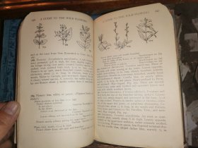 A GUIDE TO THE WILD FLOWERS   East of the Mississippi and North of Virginia     密西西比州东部和弗吉尼亚州北部  野花指南   [1928年格林伯格出版社出版]