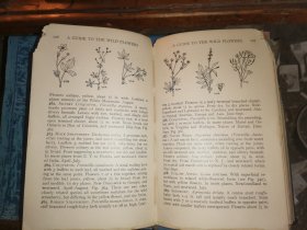A GUIDE TO THE WILD FLOWERS   East of the Mississippi and North of Virginia     密西西比州东部和弗吉尼亚州北部  野花指南   [1928年格林伯格出版社出版]