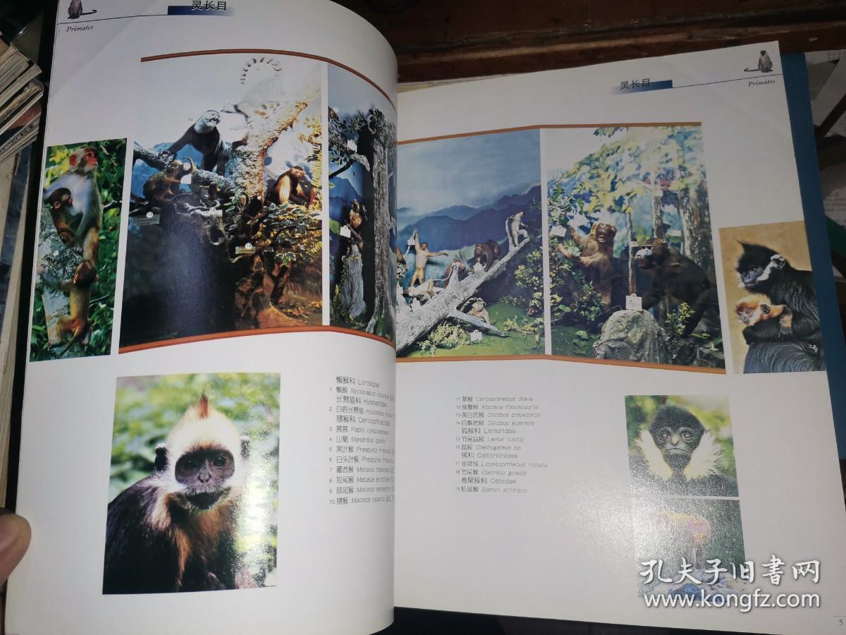 中国科大附中 野生动物标本馆