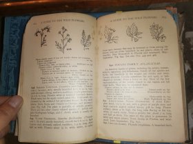 A GUIDE TO THE WILD FLOWERS   East of the Mississippi and North of Virginia     密西西比州东部和弗吉尼亚州北部  野花指南   [1928年格林伯格出版社出版]