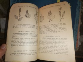 A GUIDE TO THE WILD FLOWERS   East of the Mississippi and North of Virginia     密西西比州东部和弗吉尼亚州北部  野花指南   [1928年格林伯格出版社出版]