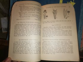 A GUIDE TO THE WILD FLOWERS   East of the Mississippi and North of Virginia     密西西比州东部和弗吉尼亚州北部  野花指南   [1928年格林伯格出版社出版]