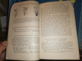 A GUIDE TO THE WILD FLOWERS   East of the Mississippi and North of Virginia     密西西比州东部和弗吉尼亚州北部  野花指南   [1928年格林伯格出版社出版]