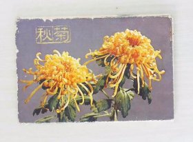 秋菊(明信片10枚