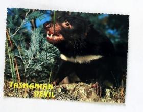 袋獾明信片