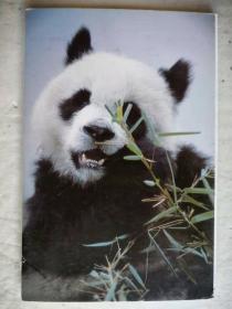 大熊猫明信片