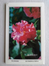 昆明花卉 明信片
