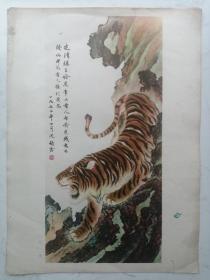 沈钧儒：虎（册页26*35.5cm）折叠寄送