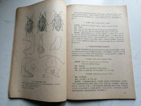 农业昆虫一百种鉴别图册