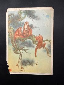 老版宣传画片《猴》戈湘岚绘.五十年代上海画片出版社（作样张用）