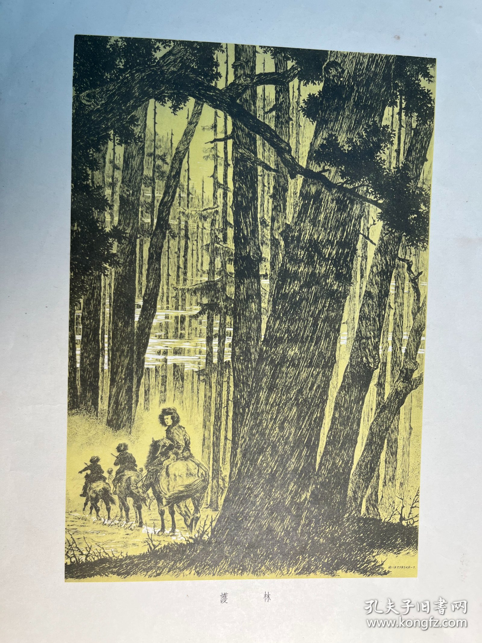 五十年代版画《护林》俞沙丁作品（朝花美术出版社1955年一版一印，印量10000）