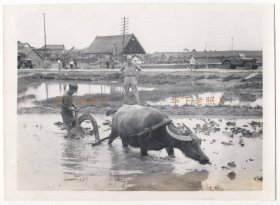 1944~1945年间，陕西汉中，一个美国士兵在观看中国农民用水牛耕地。路上有汽车