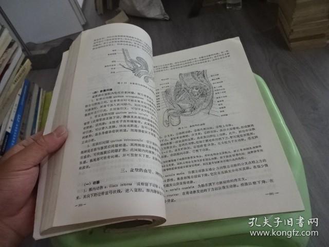 局部解剖学  实物图 货号56-1