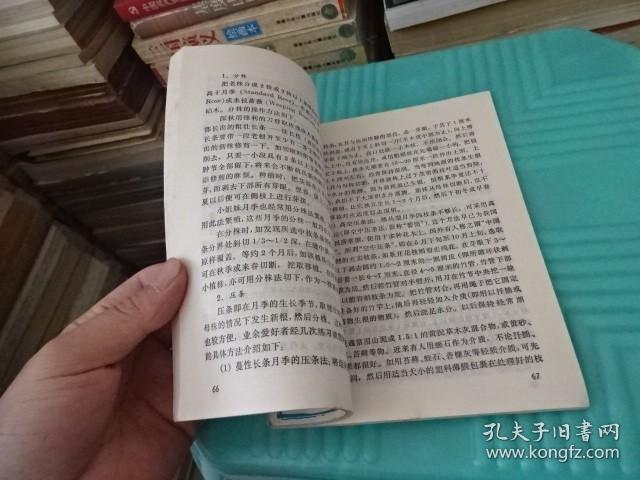 月季栽培  实物图 货号30-7