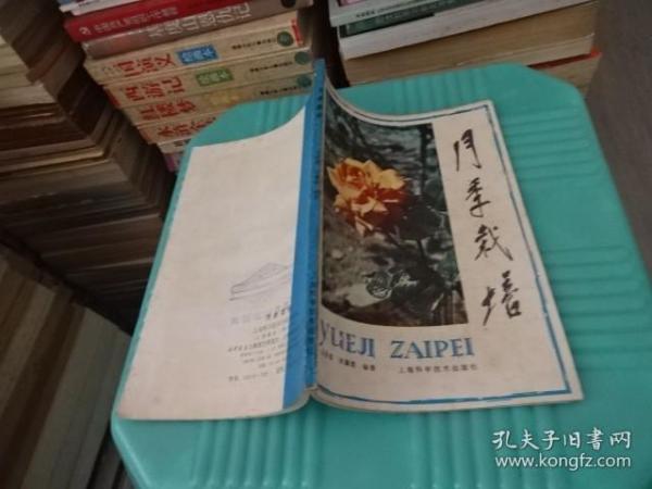 月季栽培  实物图 货号30-7