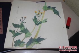 《诗经名物图解》十册全，木部、禽部、草部 经折装 宣纸版（樟木箱装）