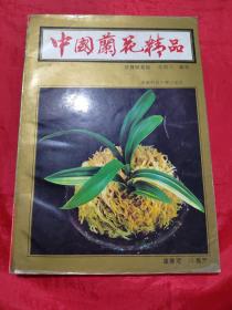 中国兰花精品