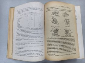 W   1958年    人民卫生出版社出版   诸福棠主编   《实用儿科学》  下卷  一厚册！！！