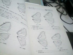 蛾类图册（昆虫图册：第二号）--存放南架二（1）