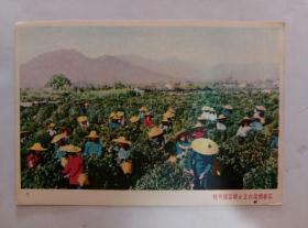 50年代抗美援朝明信片-杭州採茶女正在采摘春茶