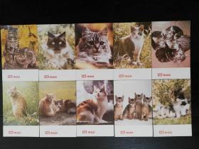 小猫明信片10张