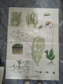 50年代全开植物挂图苔藓植物——葫芦藓