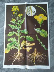 生物挂图植物体和植物器官2