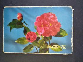 1973年云南茶花明信片