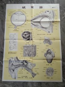 80年代教学挂图-感觉器