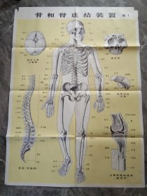 80年代教学挂图-骨和骨连结装置